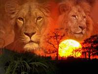 le roi lion