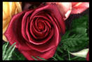 une rose rouge